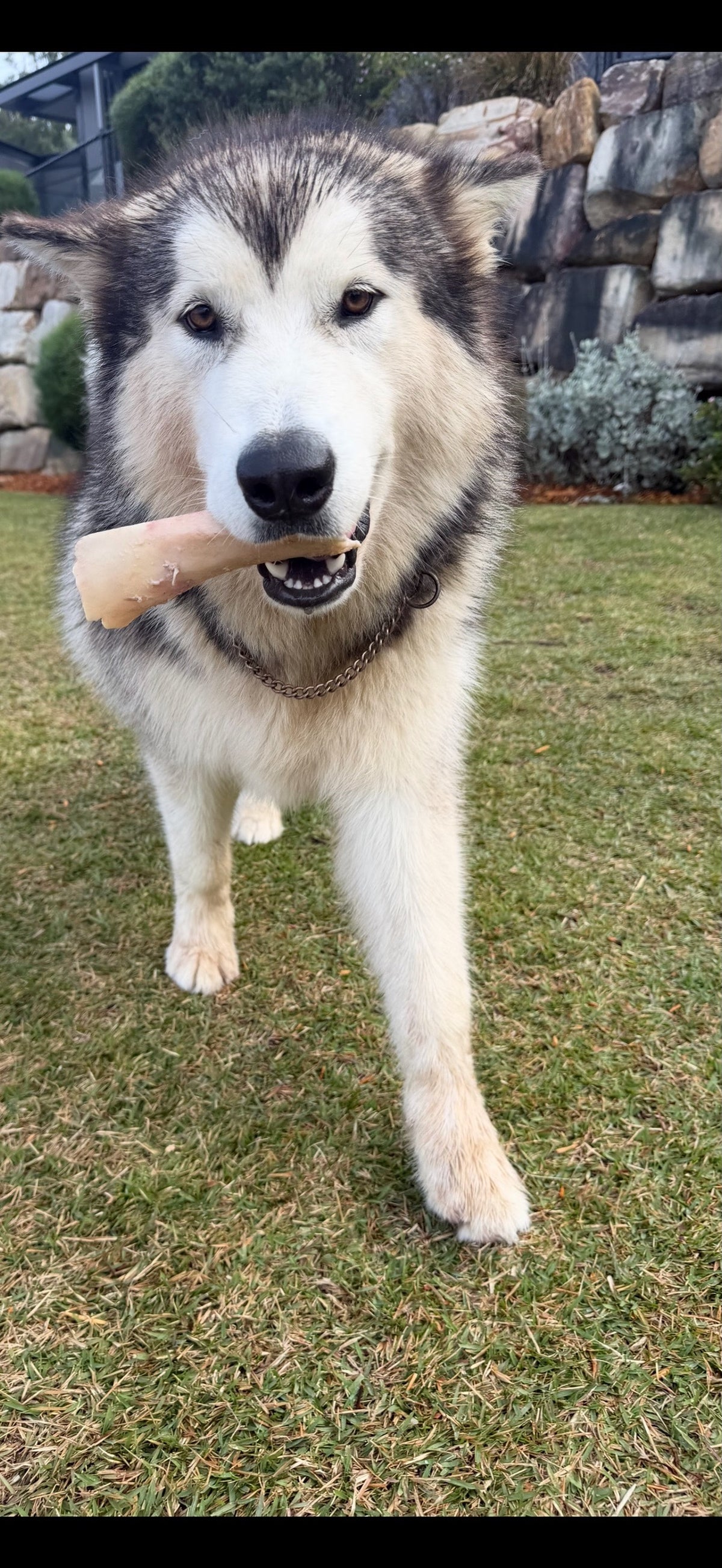 Malamute with raw bone in mouth from Burleigh Bones Burleigh Heads.
