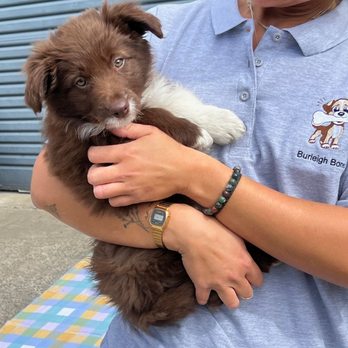Burleigh Bones team member holding a puppy at our Burleigh Heads shed.